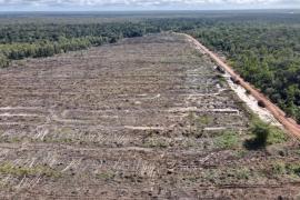 Komersialisasi Hasil Hutan