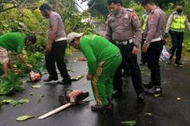 Tumbang, Pohon Dekat Taman Berkas Langsung Diangkut Tim DLH