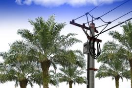 Egrek Sawit Sentuh Kabel Listrik, Petani Ketahun Tewas Kesetrum