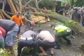 'Quick Respon', Polres Kepahiang Bersama BPBD Evakuasi Pohon Tumbang