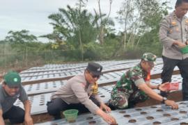 Program Ketahan Pangan, Bhabinkamtibmas Polsek Padang Jaya Ikuti Giat Penanaman Bawang Merah