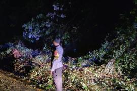 Quick Respon, Polsek Pino Datangi TKP Pohon Tumbang di Desa Kayu Ajaran 