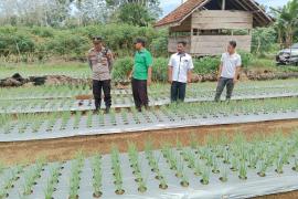 Kapolsek Padang Jaya Melakukan Pengamatan dan Monitoring Perkembangan Tanaman Bawang Merah
