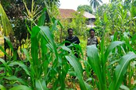 Bhabinkamtibmas Polsek Ketahun Sambang DDS Tanaman Jagung Untuk Dukung Ketahanan Pangan