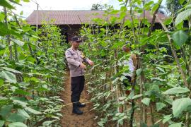 Bhabinkamtibmas Polsek Ketahun Sambang Warga Tanaman Pangan Lestari di Desa Giri Kencana 