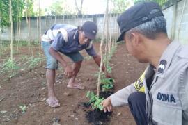 Ketahanan Pangan, Bhabinkamtibmas Polsek Ketahun Sambangi Kebun Warganya