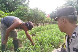 Polisi Sambang Petani, Bhabinkamtibmas Polsek Ketahun Sambang Warga