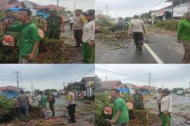 Personel Polsek Teluk Segara Lakukan Peengamanan dan Pembersihan Pohon Tumbang 