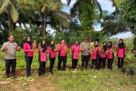 Polsek Padang Jaya Panen Hasil Program Ketahanan Pangan