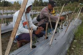 Polsek Jajaran Polres Bengkulu Selatan Gelar Pemantauan Tanaman Cabai untuk Dukung Ketahanan Pangan