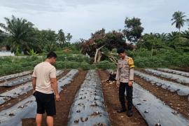 Polsek Manna Lakukan Pemantauan Kebun Cabai untuk Dukung Ketahanan Pangan Masyarakat