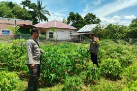 Polsek Taba Penanjung Monitoring Lahan Ketahanan Pangan