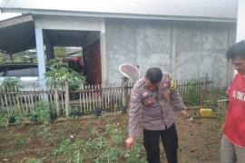 Bhabinkamtibmas Polsek Lebong Tengah Monitoring Ketahanan Pangan Program 1 Pekarangan Tanaman Bergizi