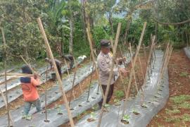 Dukung Ketahanan Pangan, Bhabinkamtibmas Polsek Lebong Selatan Cek Tanaman Sayuran Bergizi