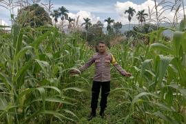 Dukung Ketahanan Pangan, Bhabinkamtibmas Polsek Lebong Selatan Monitoring Tanaman Jagung 
