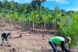 Anggota Satgas TMMD Ke-124 Kodim 0408/BS Bantu Warga Cangkul Kebun Jagung