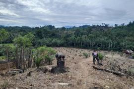 Satgas TMMD Ke-124 Kodim 0408/BS Bantu Warga Bersihkan Kebun Jagung