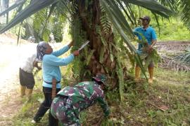 Satgas TMMD Ke-124 Kodim 0408/BS Bantu Warga Panen Kelapa Sawit