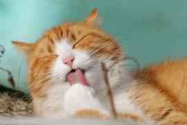 Kucing Cepat Gemuk dengan Wet Food Bernutrisi