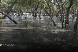 Ilustrasi Berita (LindungiHutan)