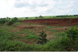 Penghijauan Berbasis Komunitas di Desa Koranji, Subang