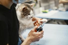 Kucing