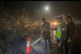 Personel Ditlantas dan Ditsamapta Polda Bengkulu Laksanakan Evakuasi Pohon Tumbang di Jalan Raya Pasir Putih
