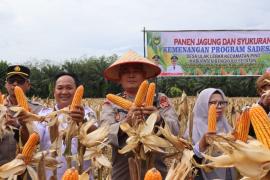 Panen Jagung Kuartal I di Desa Ulak Lebar, Polres Bengkulu Selatan Dukung Ketahanan Pangan