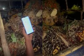 Buah sawit hasil pencurian yang diamankan PT RAA