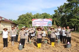 Penanaman Uwi Ungu Dukung Program Ketahanan Pangan
