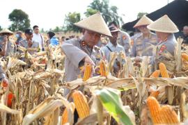 Panen Raya Jagung Tahap I 2026, Polda Bengkulu Tegaskan Komitmen Dukung Ketahanan Pangan Nasional