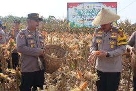 Polres Bengkulu Selatan Panen Raya Jagung, Dukung Swasembada Pangan 2026 dengan Hasil Panen Melimp, Berkat Kerjasama Solid dan Inovatif