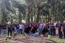 Polres Kaur Gerebek Judi Sabung Ayam dan Dadu, Tiga Pelaku Diamankan
