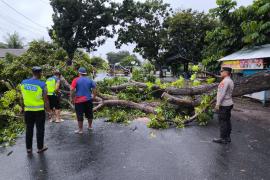 Polresta Bengkulu Evakuasi Pohon Tumbang Halangi Jalan