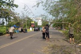 Pohon Tumbang di Jalan Pariwisata Bengkulu, Polisi Sigap Lakukan Evakuasi dan Atur Lalu Lintas