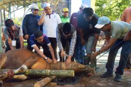 Keluarga besar Kantor Wilayah (Kanwil) Kementerian Agama Provinsi Bengkulu melaksanakan kegiatan penyembelihan hewan kurban