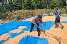 Panen Jagung 3 Ton di Desa Suka Marga, Polres Lebong Dukung Ketahanan Pangan Nasional