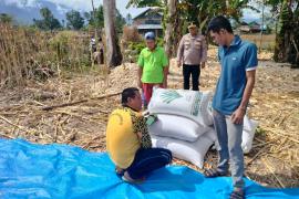 Polda Bengkulu Musnahkan Barang Bukti Ganja Seberat 39,66 Gram 