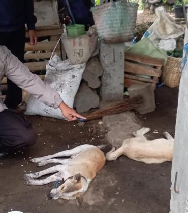 Aksi Cepat Polsek Ujan Mas Evakuasi Korban Tersambar Petir di Kebun