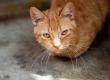 Hal yang Harus Dilakukan Saat Kucing Flu