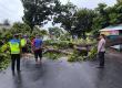 Polresta Bengkulu Evakuasi Pohon Tumbang Halangi Jalan