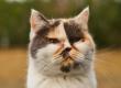 Jangan Panik, Ini Langkah Awal Saat Mata Kucing Mulai Bermasalah