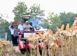 Presiden Prabowo Turun Langsung Panen Jagung di Tuban